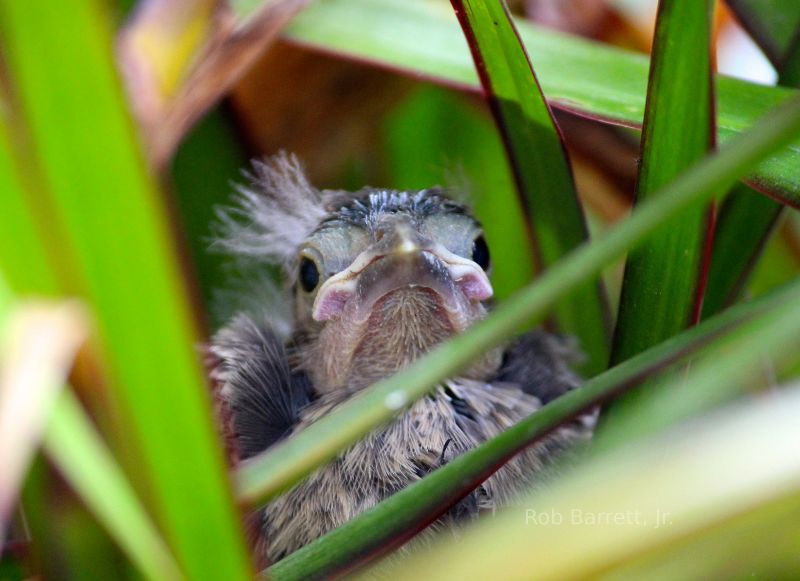 bird in nest