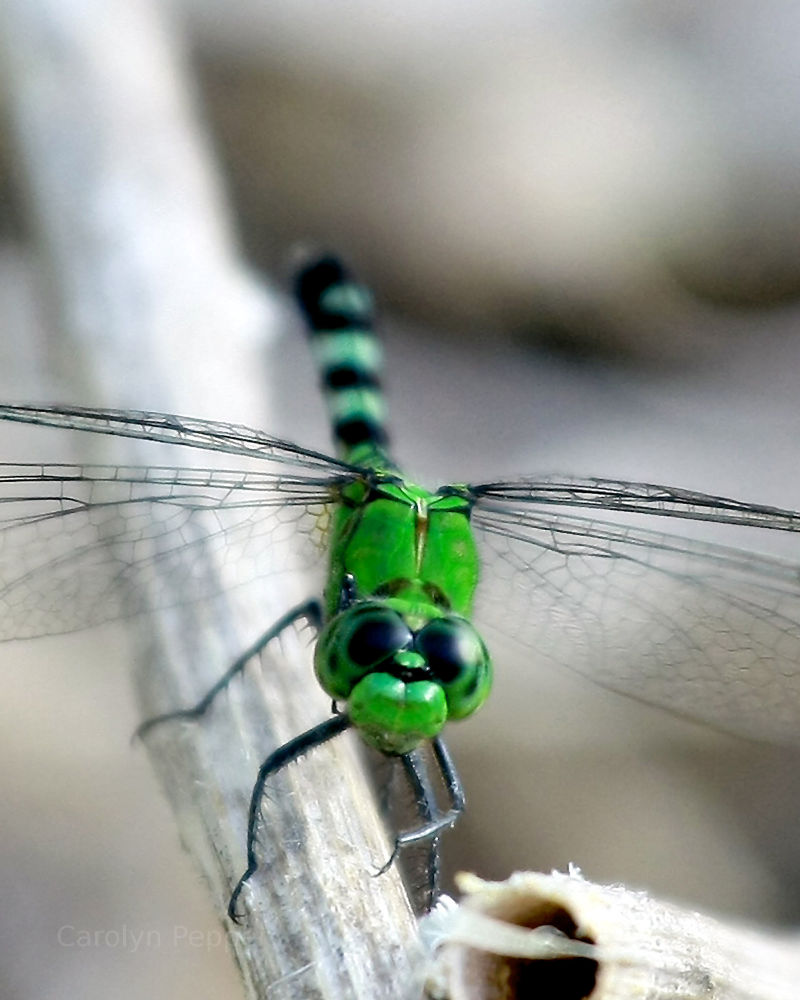 Dragonfly in Lake LBJ, TX