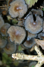 Mushrooms in Yorkshire