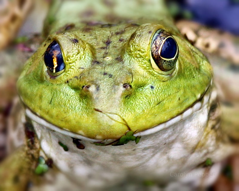 Frog at Houston Arboretum & Nature Center