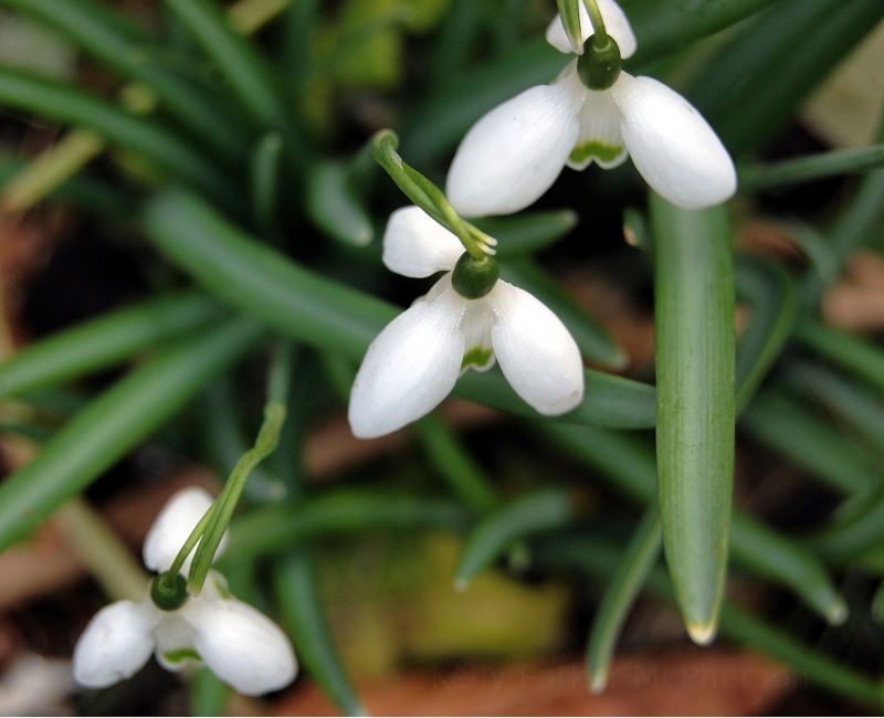 Snowdrop flowers in England