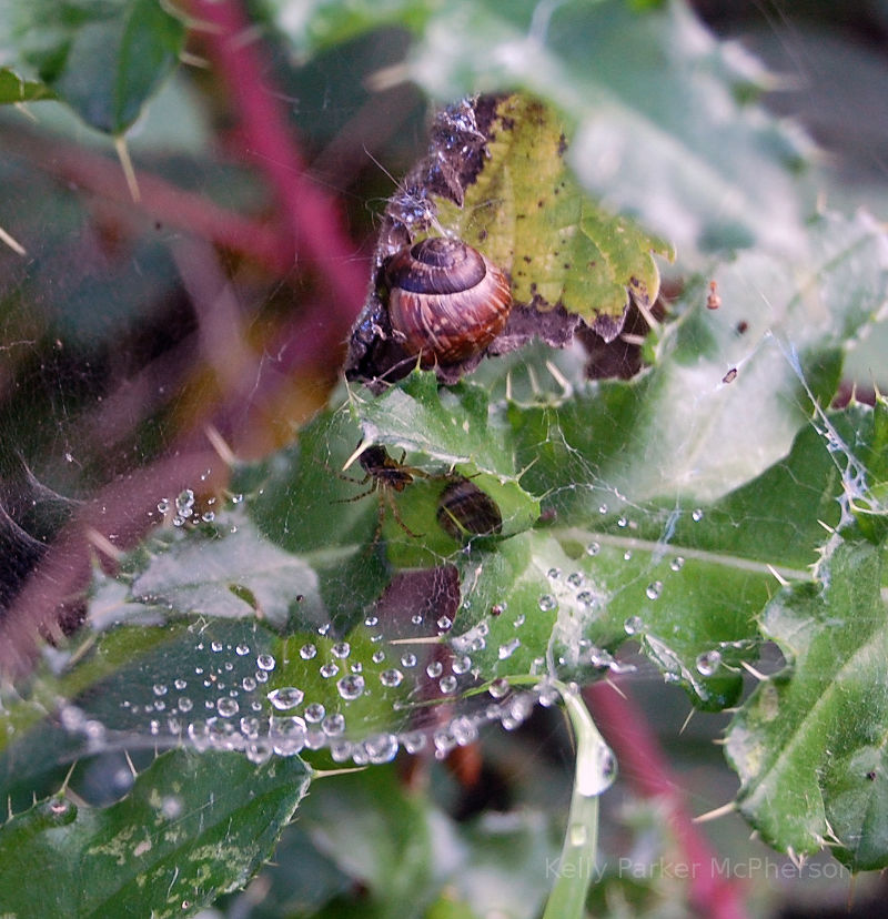 Snail, spider, and spider web