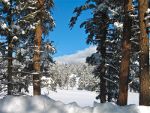 Gorgeous Colorado winter scene.