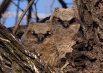 Owlets near Lincoln, Nebraska