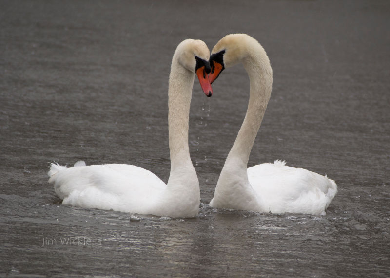 Swans in Nebraska