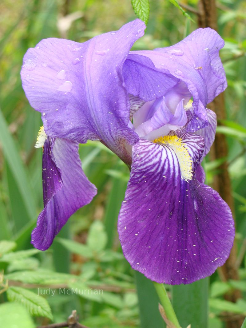 Iris in Texas