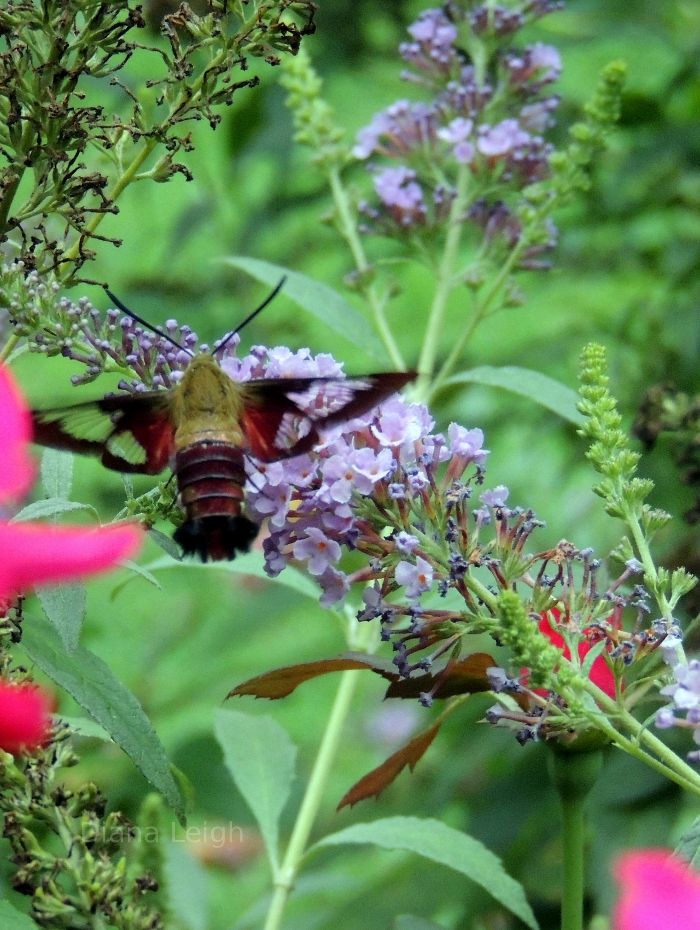 Bee Moth in North Carolina