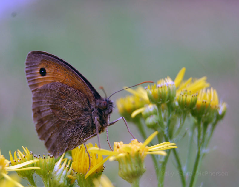 Butterfly in the UK