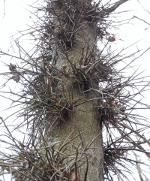Odd looking tree with spikes.