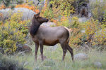 Cow Elk in Rocky Mountain National Park