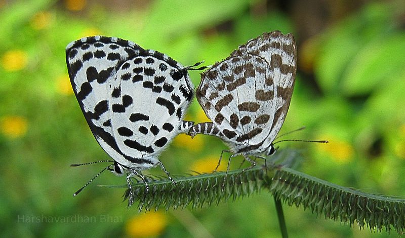 Butterflies in India
