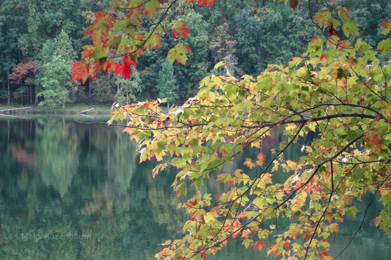 Autumn leaves and a pond in Maryland