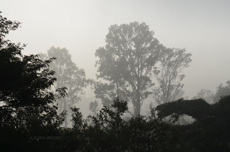 Gorgeous fog in Brazil