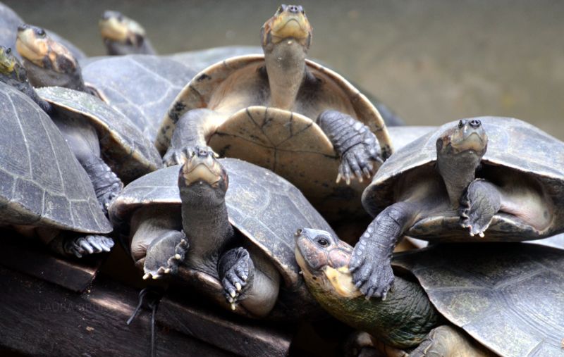 A wall of turtles