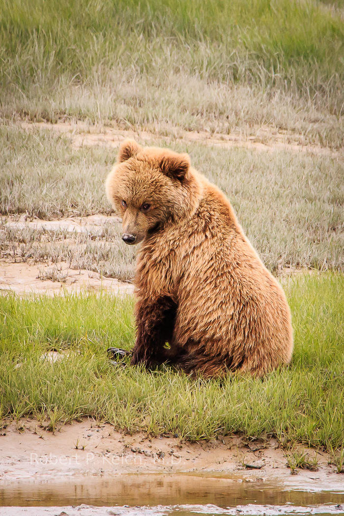 Grizzly in Alaska