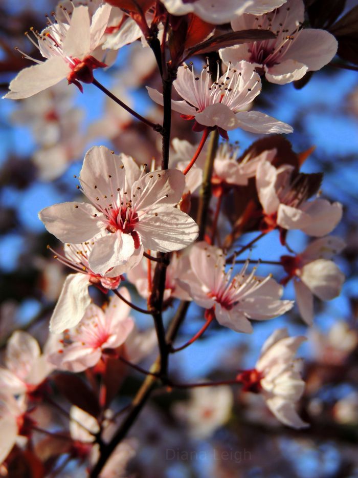 PLum tree