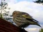 Sparrow in Kent, WA