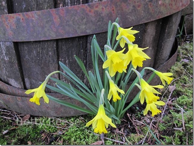 Daffodils in British Columbia.
