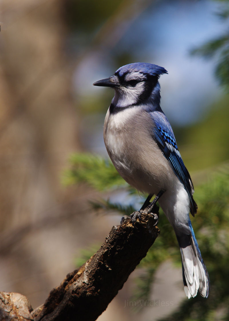 Blue Jay in Lincoln, Nebraska