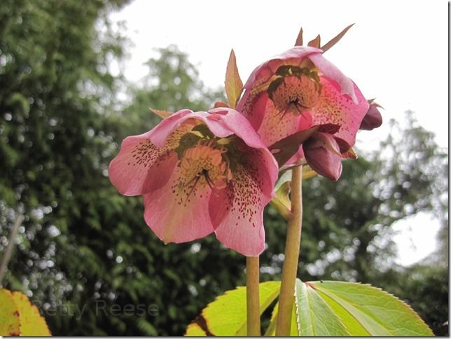 Flowers in British Columbia