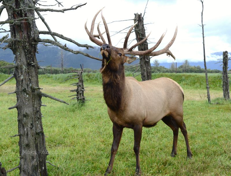 Bull Elk in a game preserve