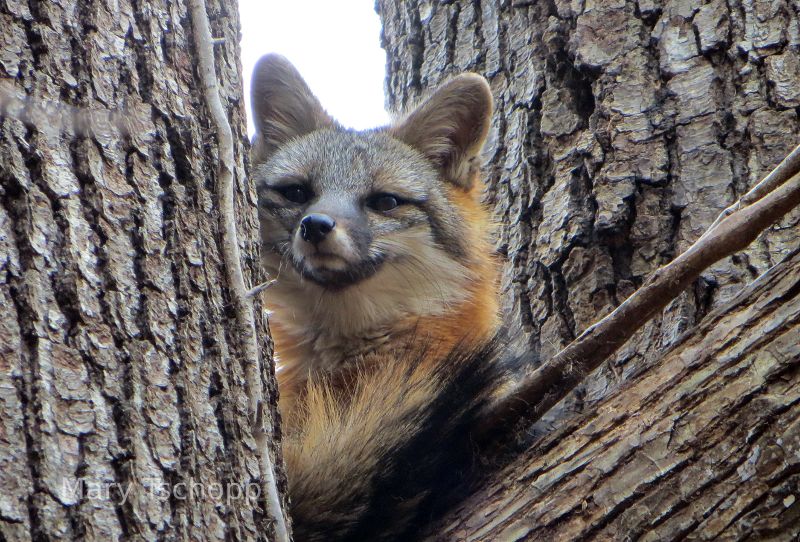 Fox in Raleigh, NC