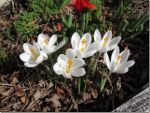 White Crocus in Cowichan Bay, BC, Canada