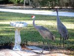 Sandhill Cranes in Florida