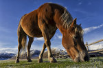 A friendly horse in Pian Grande, Parco Nazionale dei Monti Sibillini, Regione Umbria, Italy