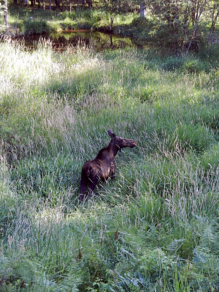 Moose in Montana