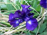 Purple Lilies in British Columbia