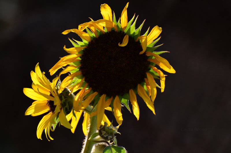 Mature Sunflower