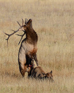 Mating Elk