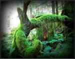 Moss covered stumps