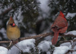 A pair of cardinal