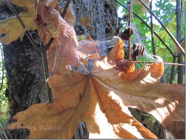 Spider web and Autumn leaf in Cowichan Bay, BC