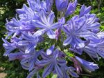 Gorgeous blue flower in Australia