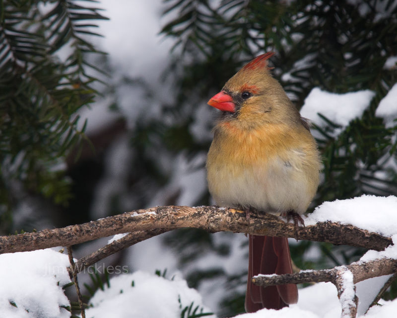 Wintering in Nebraska