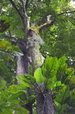 Tropical Trees in Brazil
