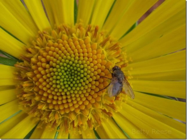 Fly and flower in British Columbia