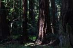Giant Sequoia Redwoods
