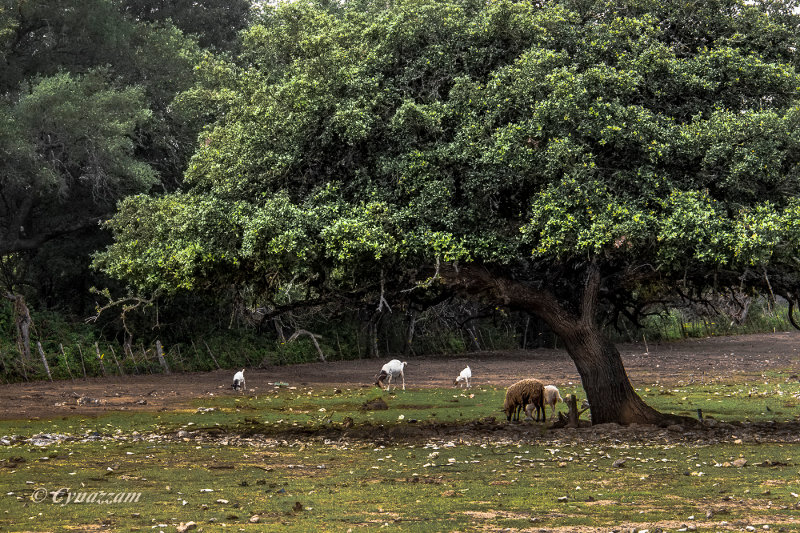 Grazing under a tree in Texas