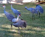 Sandhill Cranes in Floriad