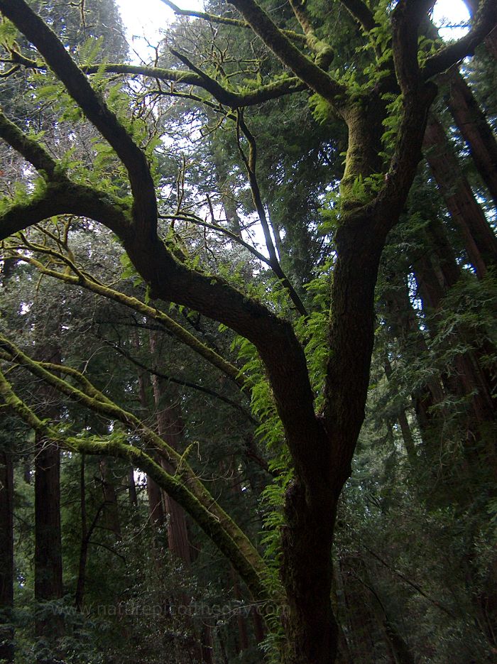 Redwoods and ferns
