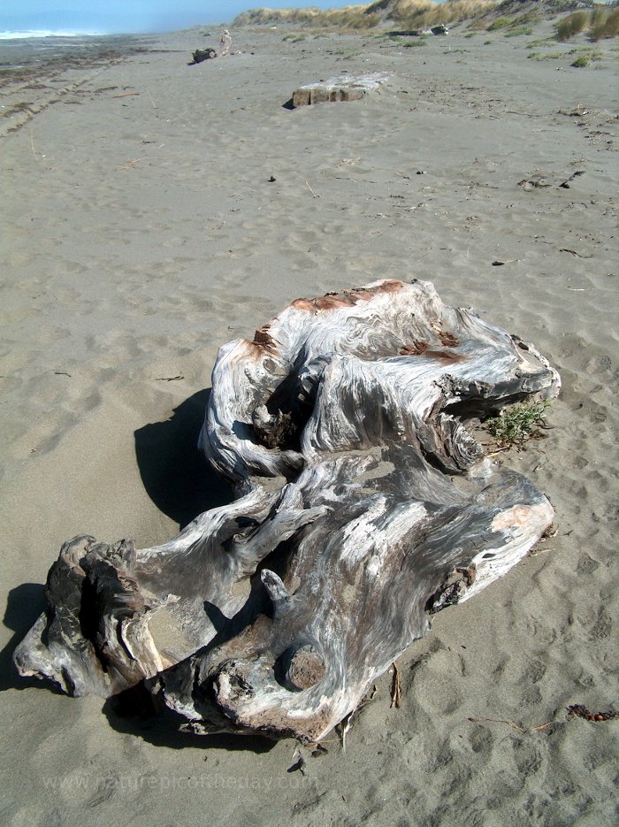 Driftwood