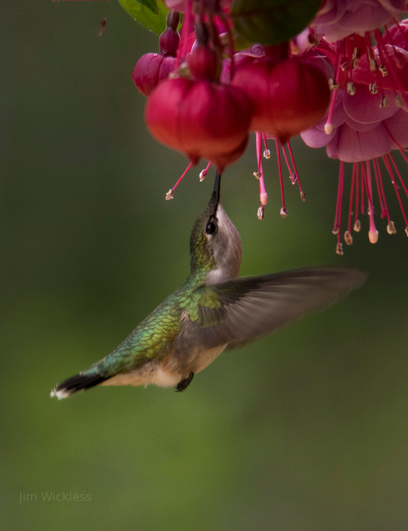 A hummingbird drinking from a flower.