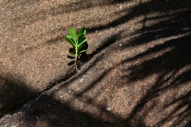 Plant in Brazil