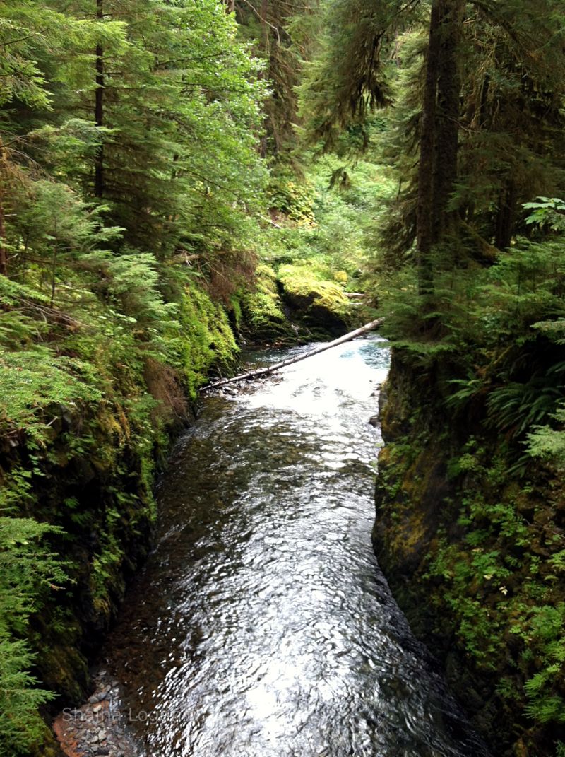 Creek in Western Washington