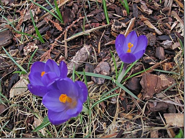 Purple Crocus in British Columbia