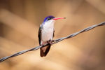 Hummingbird on a barb wire fence.